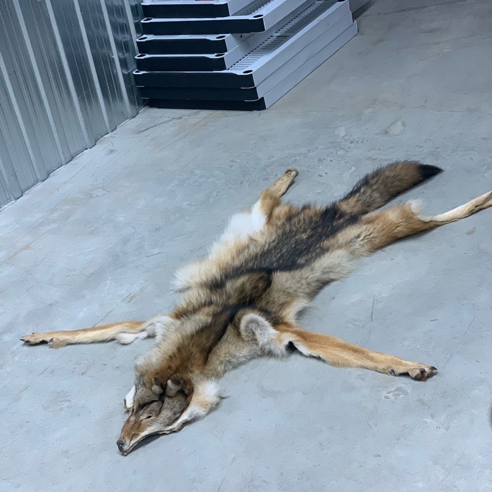 Large coyote skin fur